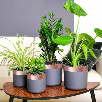 Медна лента за защита от охлюви 6 pcs Мед 50 мм x 20 м Мед