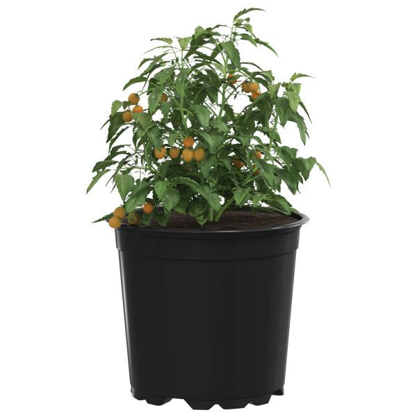 Цветна саксия 50 pcs Черно Ø 15 x 13 см Пластмаса