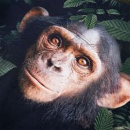 Детски суитшърт, каки, 116