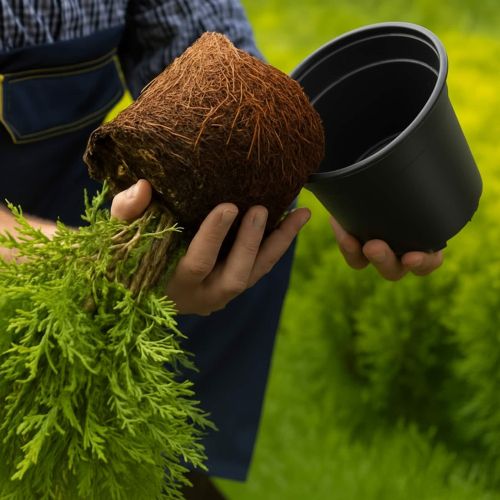 Цветна саксия 100 pcs Черно Ø 15 x 13 см Пластмаса